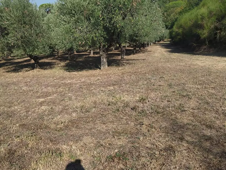 Immagine 32 di Casa bifamiliare in vendita  a Palaia