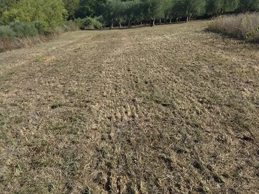 Immagine 29 di Casa bifamiliare in vendita  a Palaia