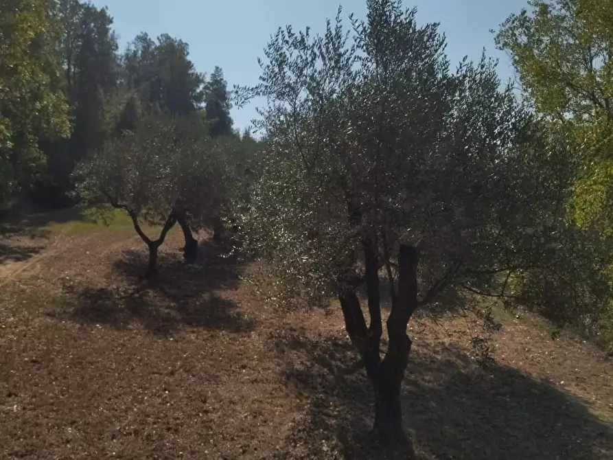 Immagine 23 di Casa bifamiliare in vendita  a Palaia