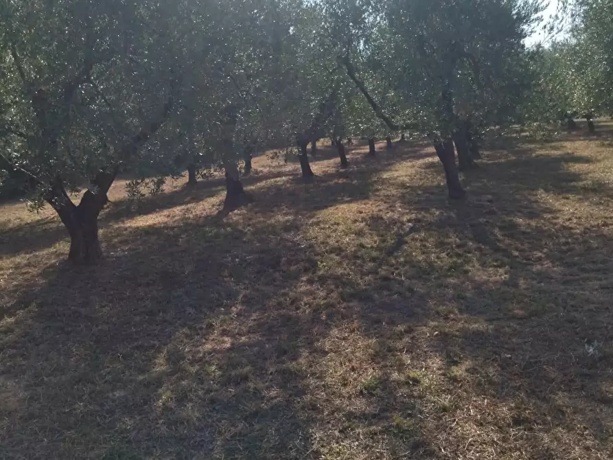Immagine 27 di Casa bifamiliare in vendita  a Palaia