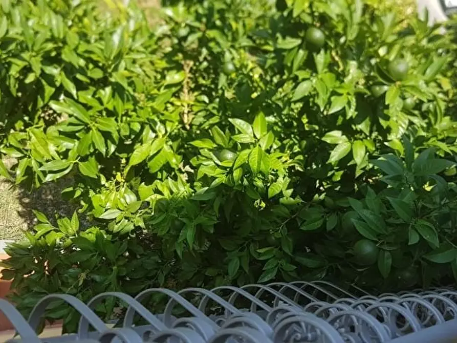 Immagine 35 di Casa bifamiliare in affitto  a Lucca