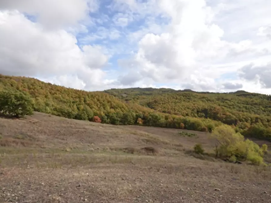 Immagine 5 di Azienda agricola in vendita  a Roccalbegna