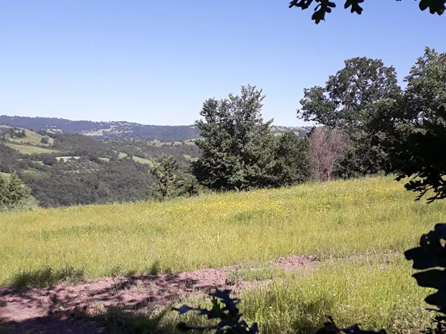 Immagine 2 di Azienda agricola in vendita  a Roccalbegna