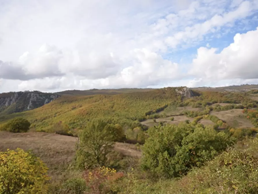 Immagine 4 di Azienda agricola in vendita  a Roccalbegna