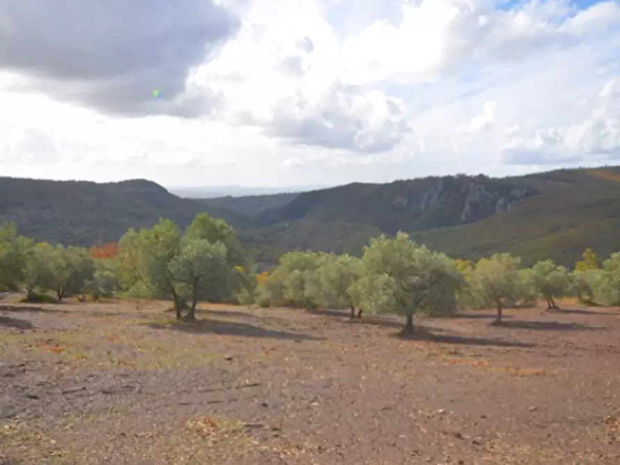 Immagine 6 di Azienda agricola in vendita  a Roccalbegna