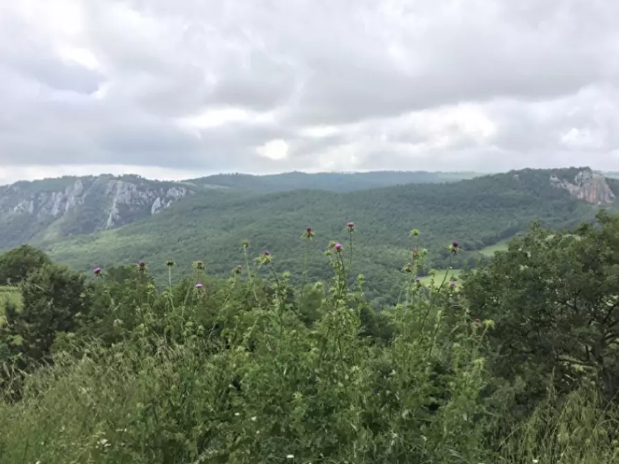 Immagine 7 di Azienda agricola in vendita  a Roccalbegna