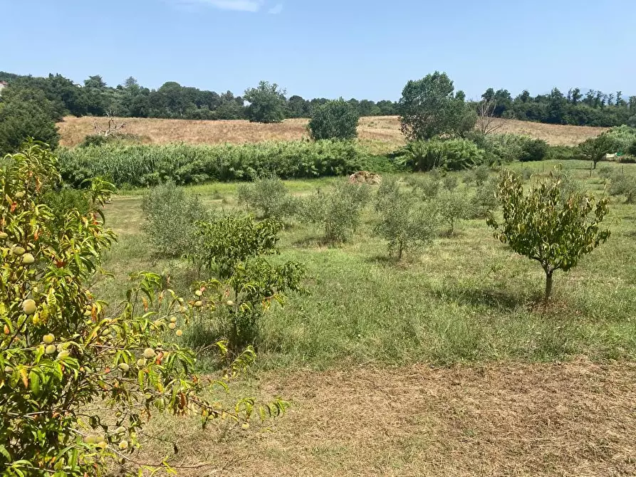 Immagine 4 di Casa colonica in vendita  a Manciano