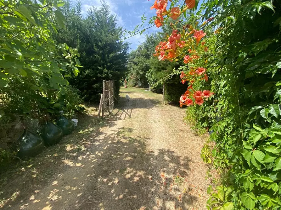 Immagine 24 di Casa colonica in vendita  a Manciano