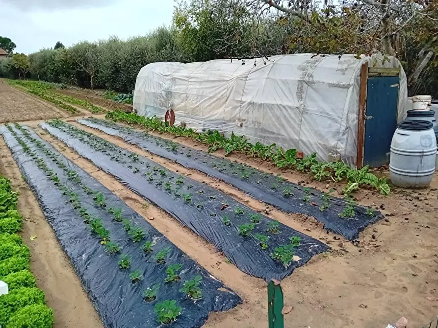 Immagine 1 di Terreno agricolo in vendita  a Pisa