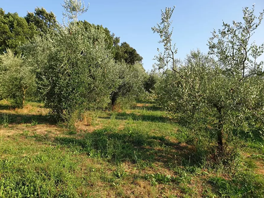 Immagine 6 di Terreno agricolo in vendita  a Capannoli