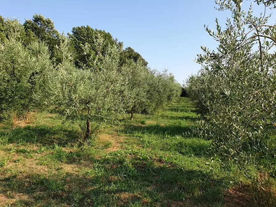 Immagine 4 di Terreno agricolo in vendita  a Capannoli