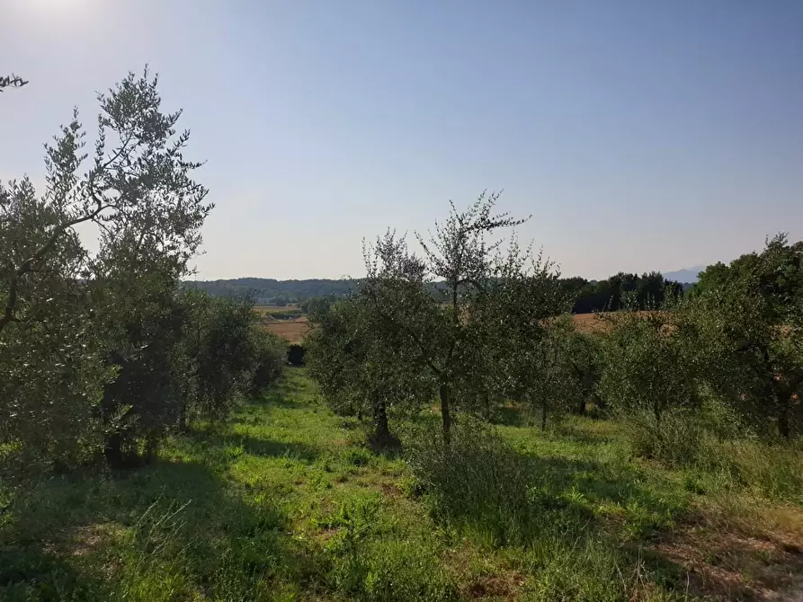 Immagine 7 di Terreno agricolo in vendita  a Capannoli