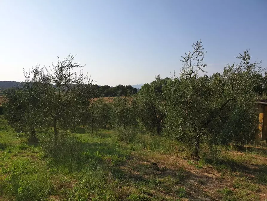 Immagine 9 di Terreno agricolo in vendita  a Capannoli