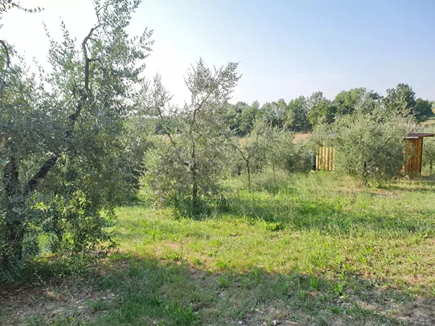 Immagine 8 di Terreno agricolo in vendita  a Capannoli