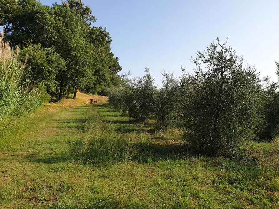 Immagine 10 di Terreno agricolo in vendita  a Capannoli