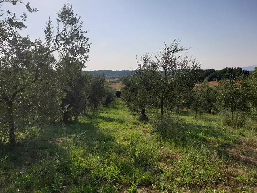 Immagine 1 di Terreno agricolo in vendita  a Capannoli