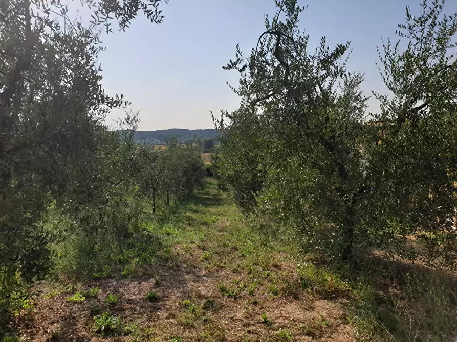 Immagine 11 di Terreno agricolo in vendita  a Capannoli