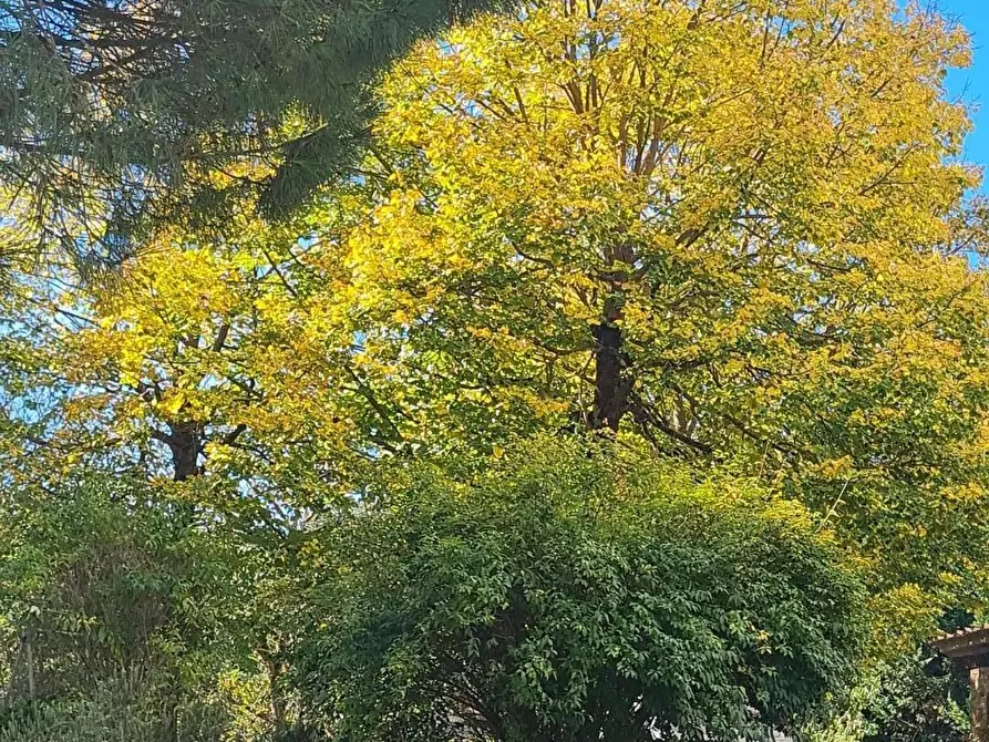 Immagine 59 di Casa colonica in vendita  a Monteriggioni