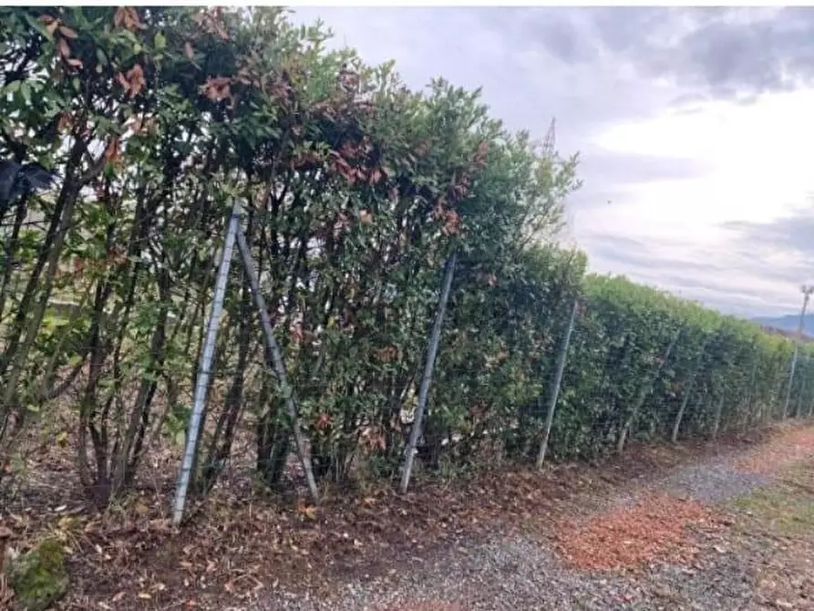 Immagine 4 di Terreno agricolo in vendita  a Castelnuovo Magra