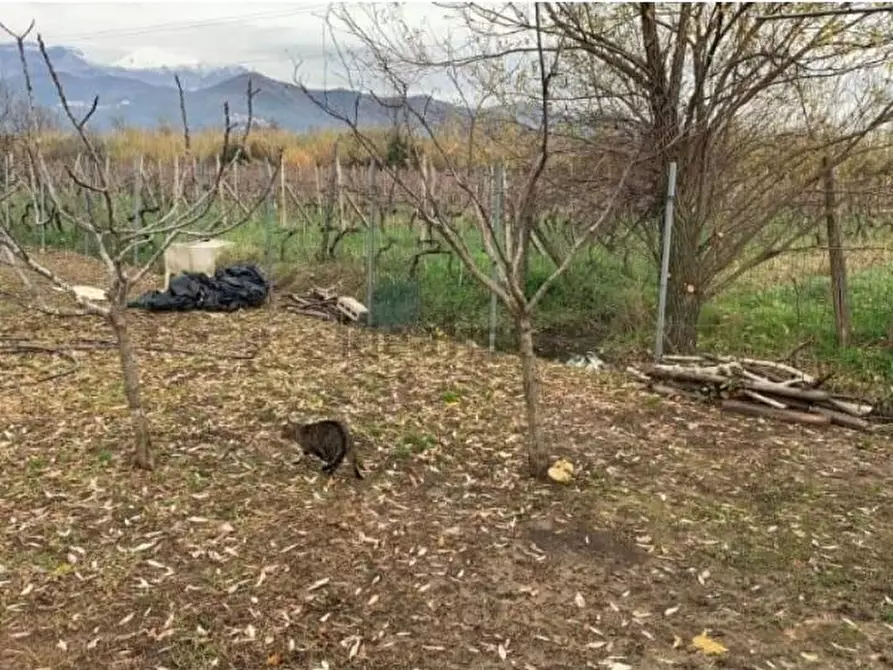 Immagine 6 di Terreno agricolo in vendita  a Castelnuovo Magra
