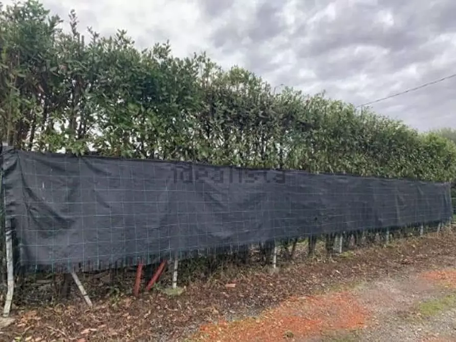 Immagine 3 di Terreno agricolo in vendita  a Castelnuovo Magra
