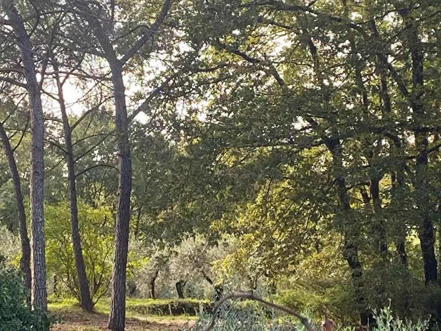 Immagine 1 di Casa colonica in vendita  a Casciana Terme Lari