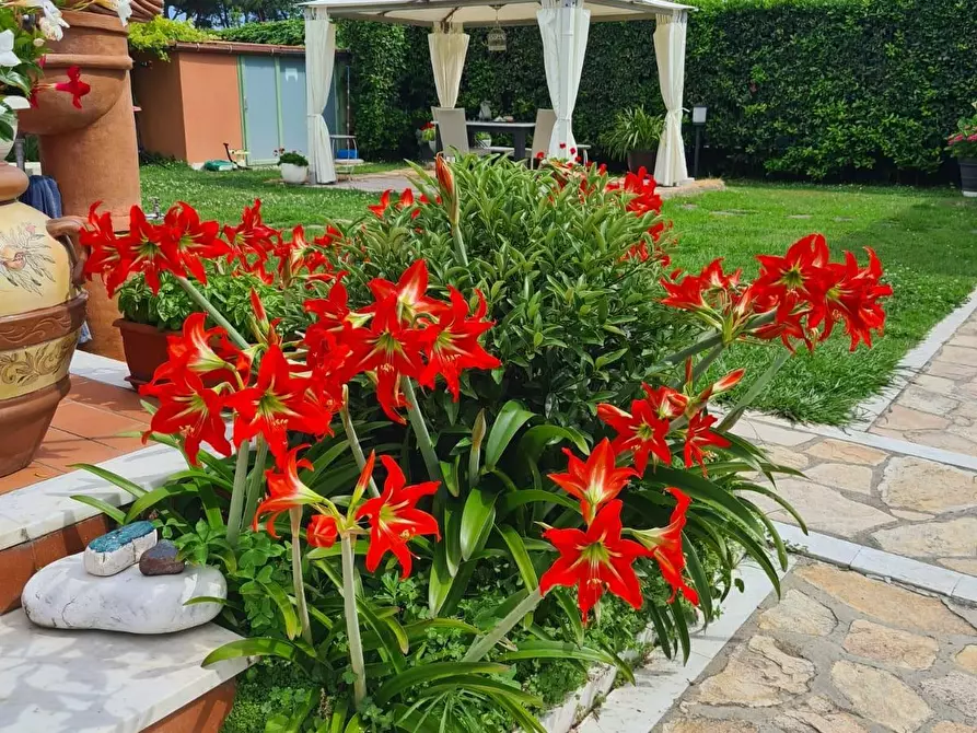 Immagine 7 di Villetta a schiera in vendita  a Carrara