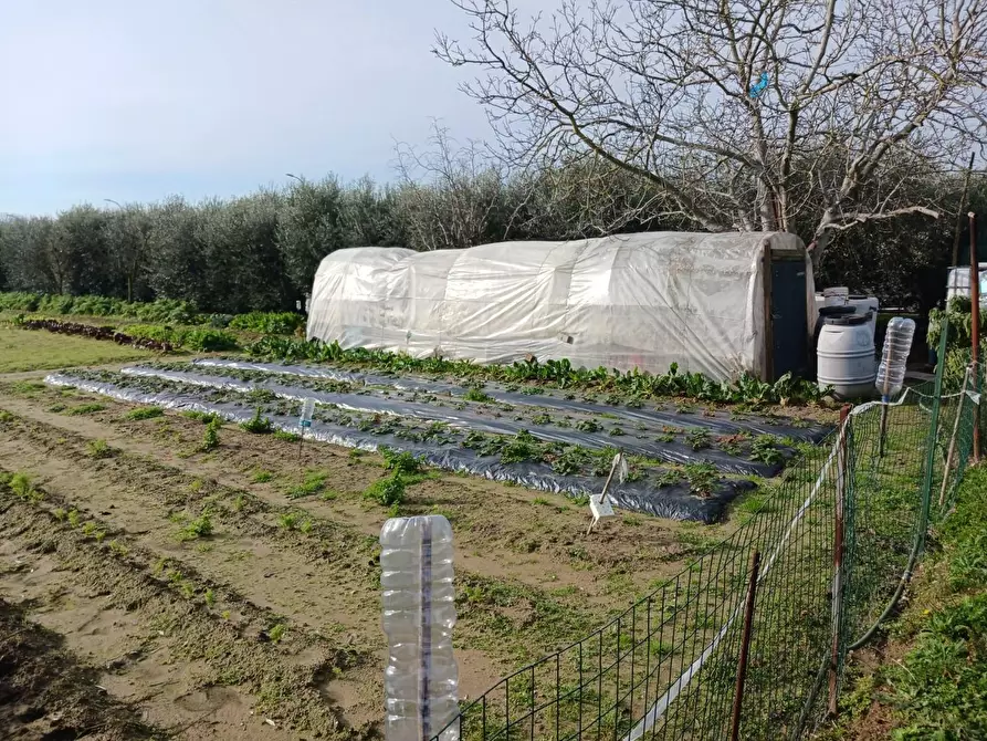 Immagine 3 di Terreno agricolo in vendita  a Pisa
