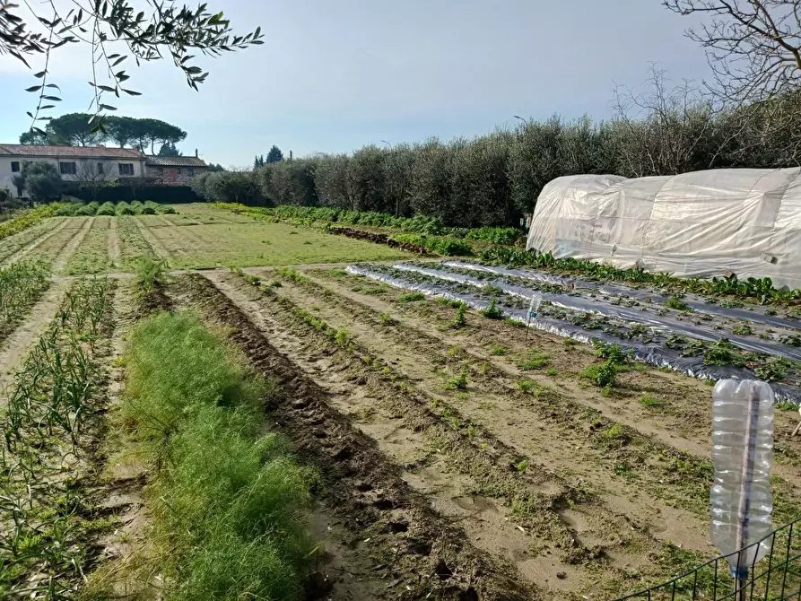 Immagine 2 di Terreno agricolo in vendita  a Pisa