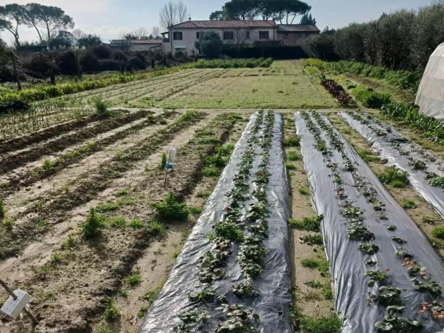 Immagine 1 di Terreno agricolo in vendita  a Pisa