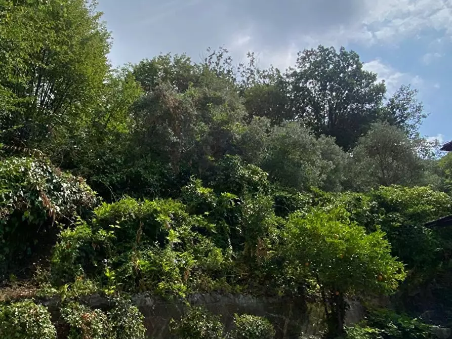 Immagine 4 di Villa in vendita  a Carrara