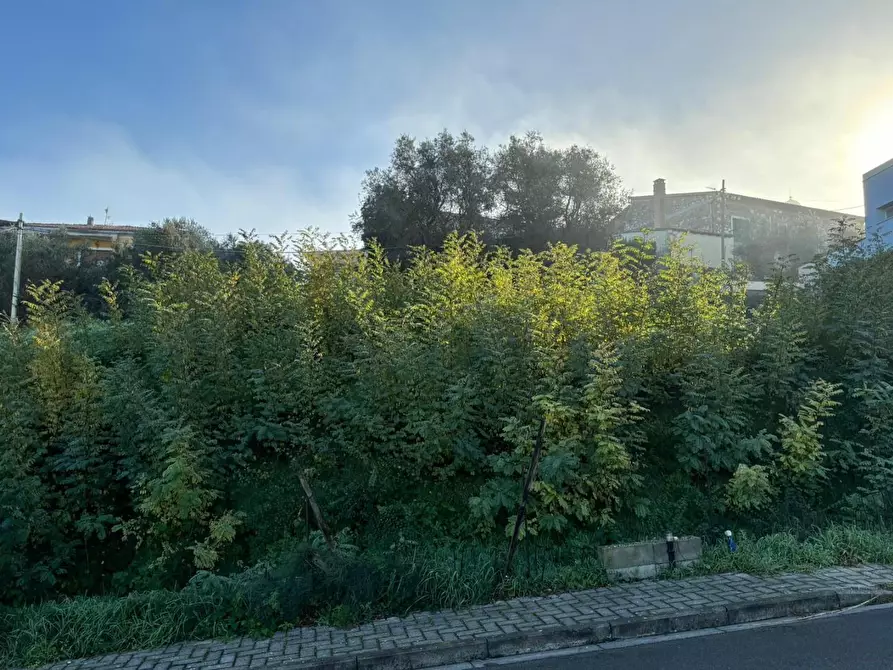 Immagine 4 di Terreno residenziale in vendita  a Lajatico