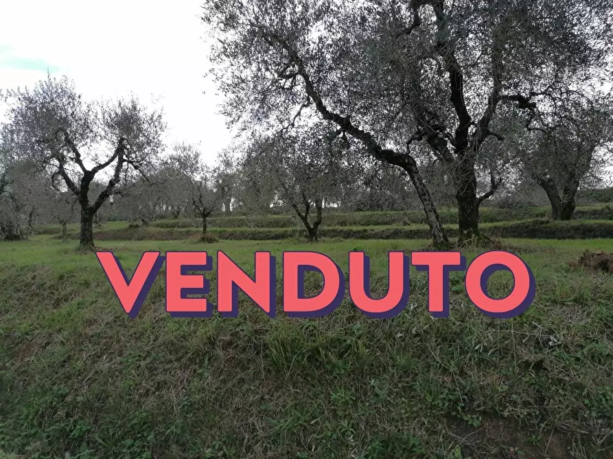 Immagine 1 di Terreno agricolo in vendita  a Casciana Terme Lari