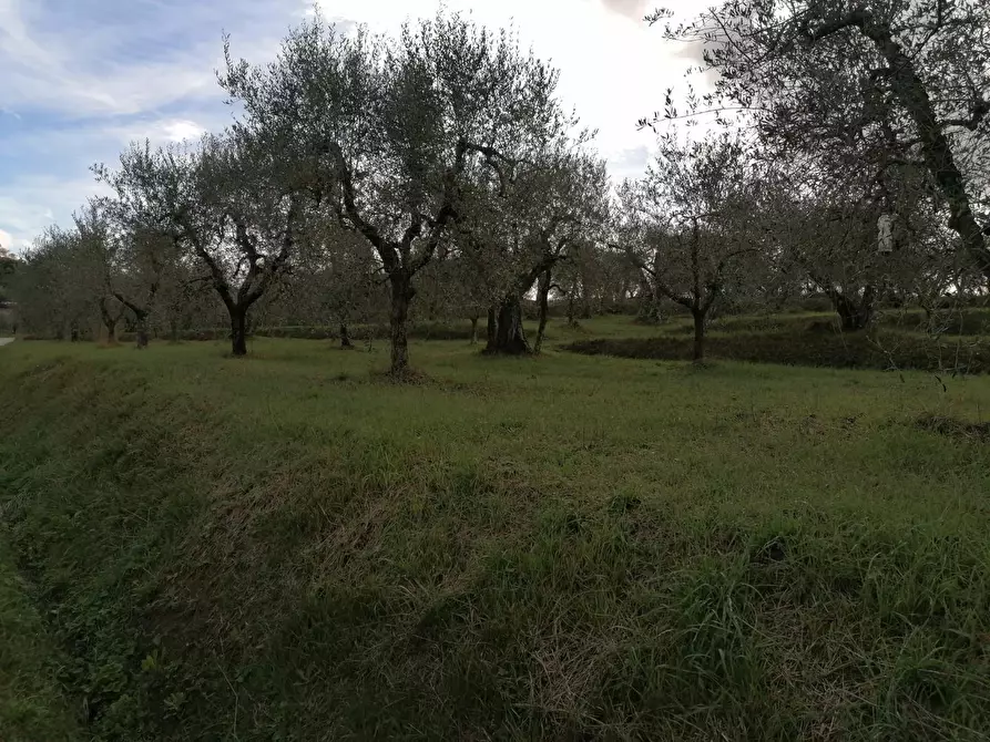 Immagine 4 di Terreno agricolo in vendita  a Casciana Terme Lari