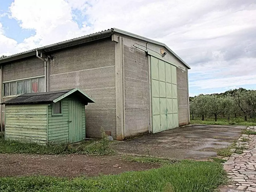 Immagine 16 di Casa colonica in vendita  a Terricciola