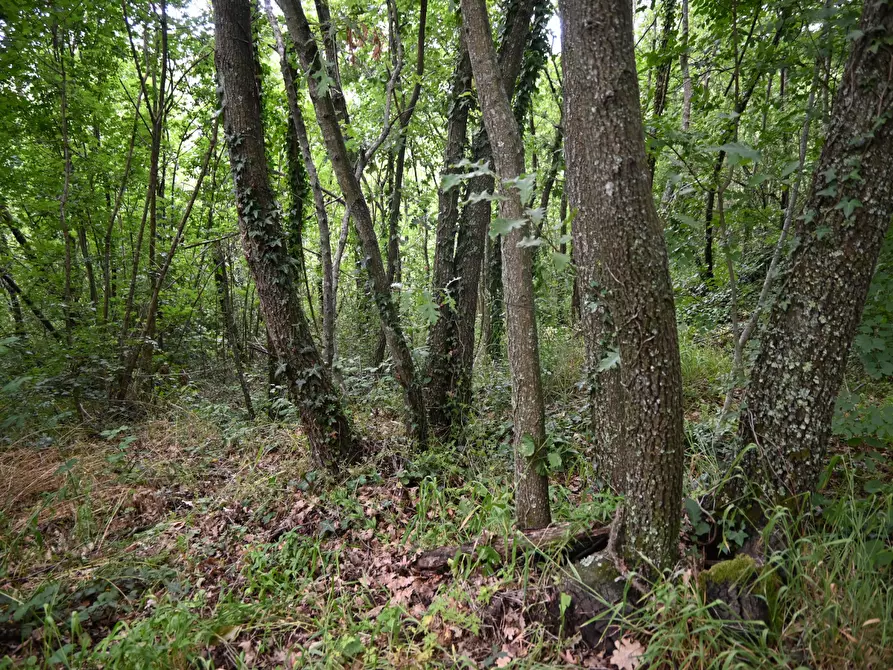 Immagine 5 di Terreno agricolo in vendita  a Bientina