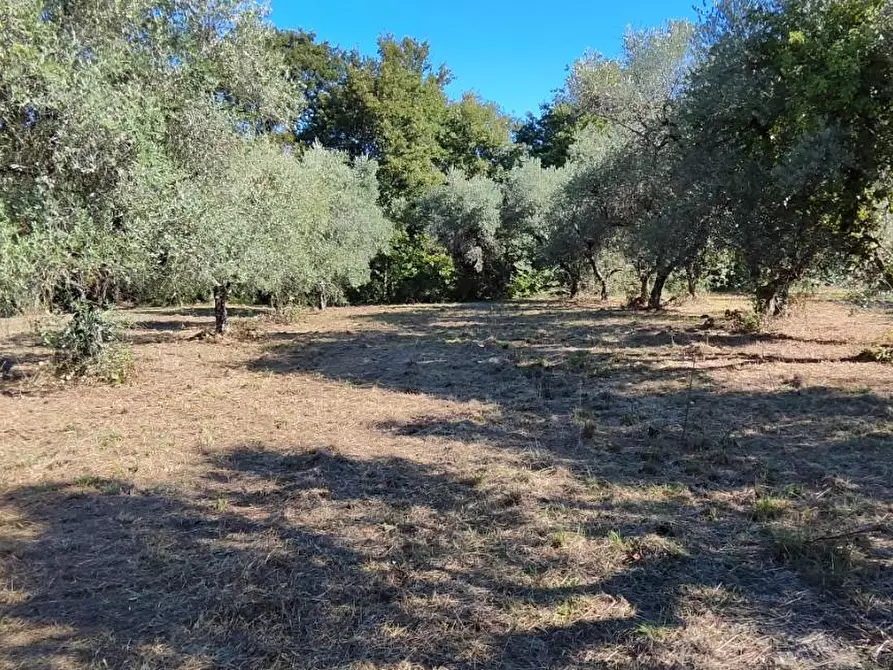 Immagine 2 di Terreno agricolo in vendita  a Bientina