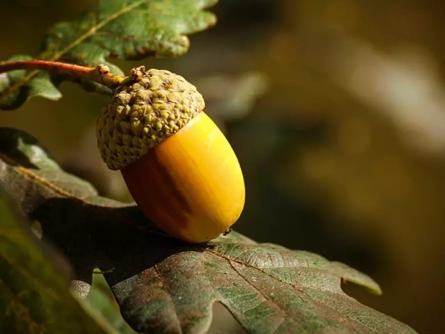 Immagine 4 di Terreno agricolo in vendita  a Bientina