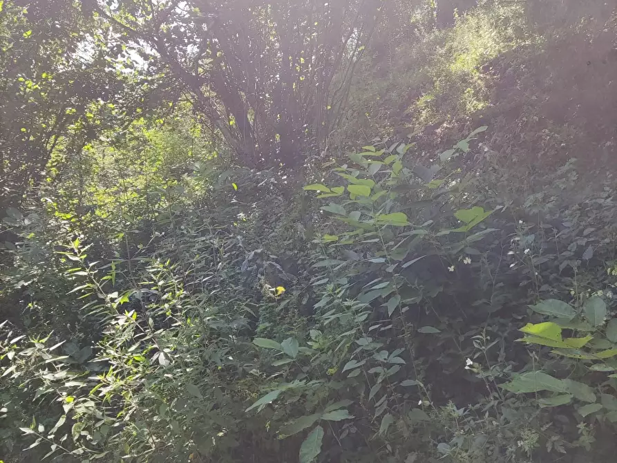 Immagine 18 di Casa semindipendente in vendita  a Tresana