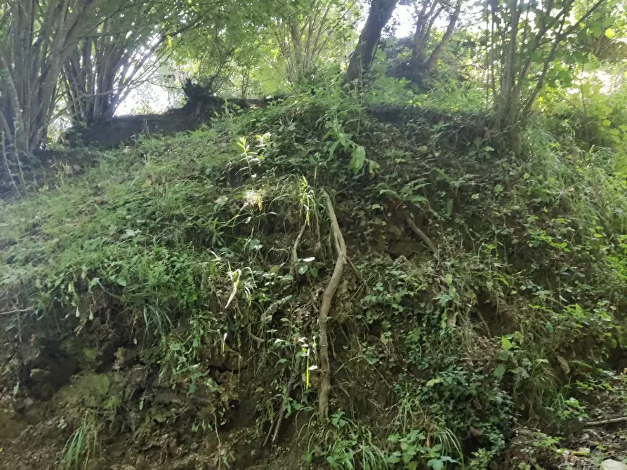 Immagine 17 di Casa semindipendente in vendita  a Tresana