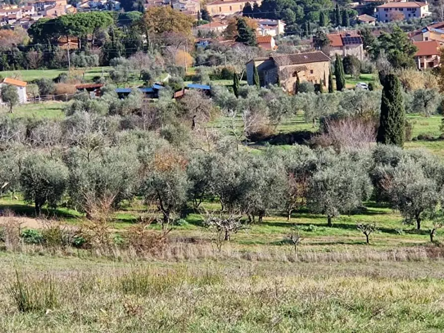 Immagine 3 di Terreno agricolo in vendita  a Casciana Terme Lari