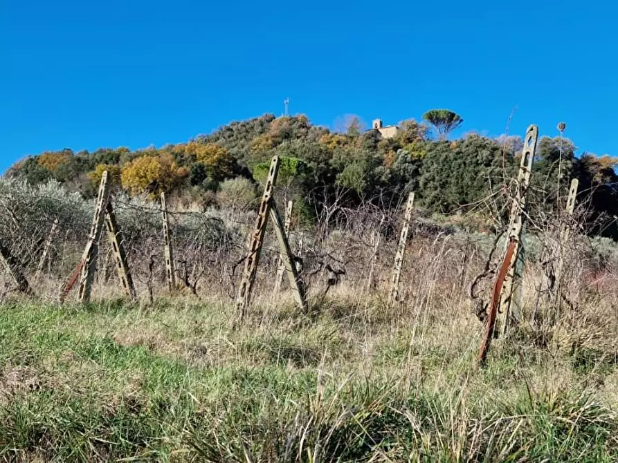 Immagine 2 di Terreno agricolo in vendita  a Casciana Terme Lari