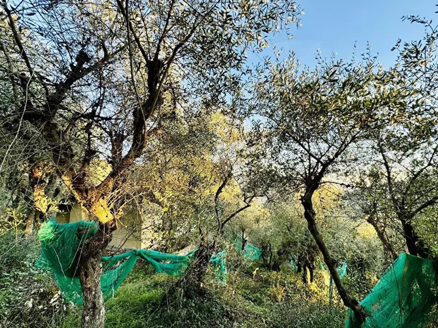 Immagine 10 di Rustico / casale in vendita  a Pietrasanta