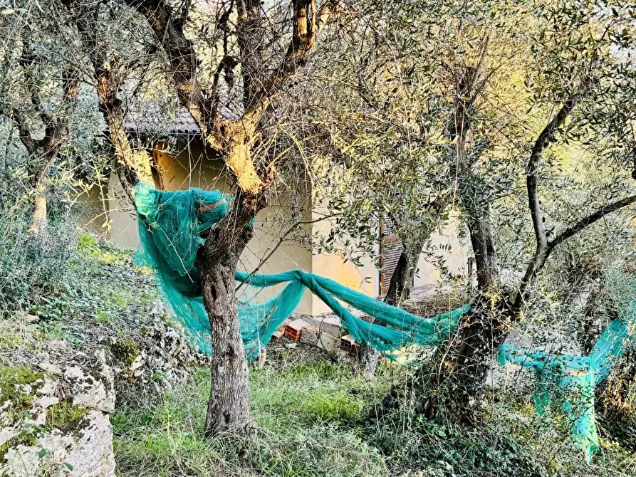 Immagine 4 di Rustico / casale in vendita  a Pietrasanta