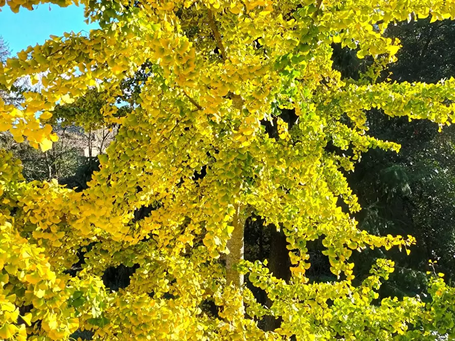 Immagine 8 di Immobile di prestigio in vendita  a Pisa