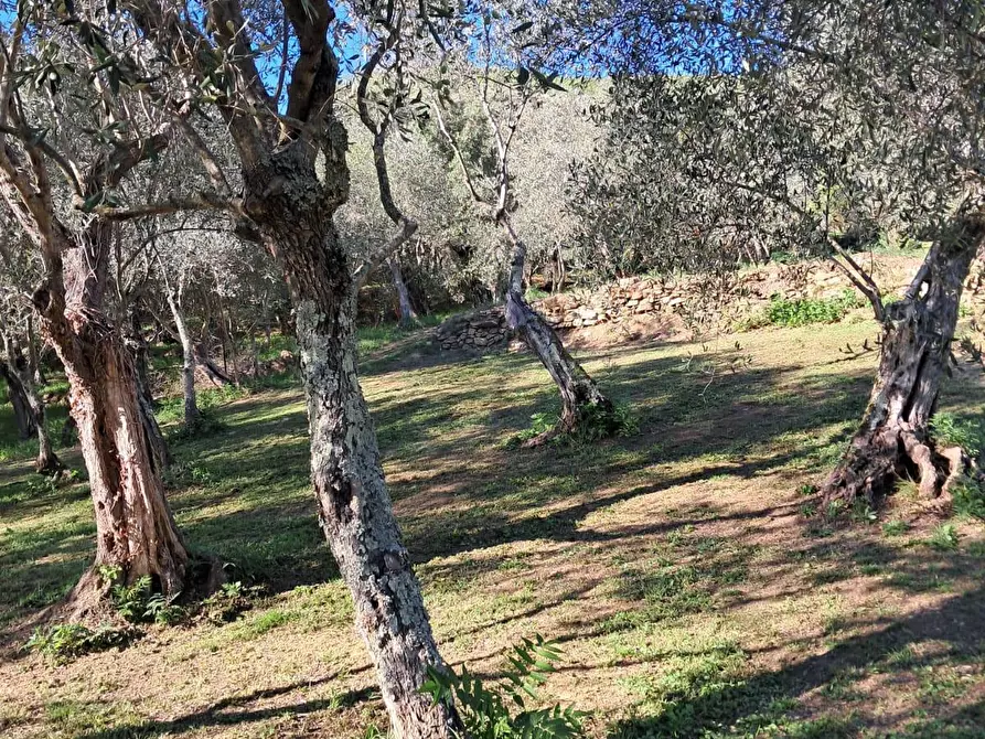 Immagine 18 di Casa indipendente in vendita  a Calci