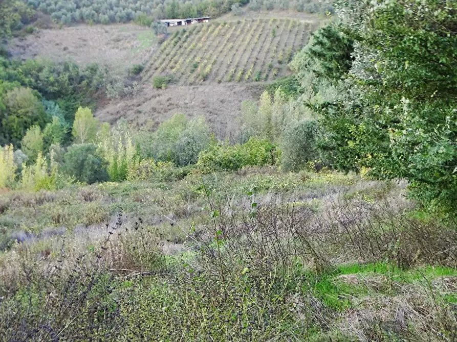 Immagine 5 di Terreno agricolo in vendita  a San Miniato