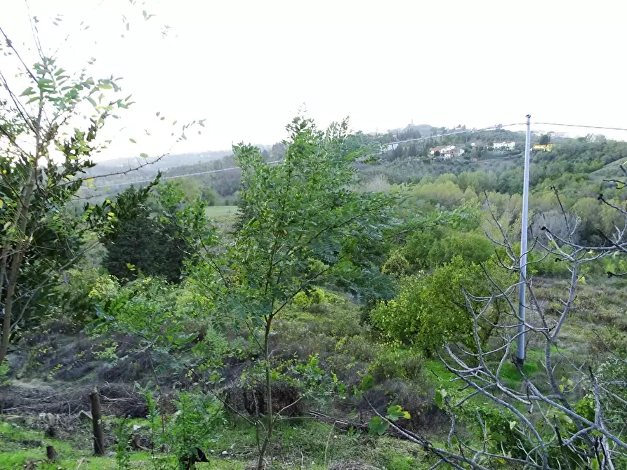 Immagine 3 di Terreno agricolo in vendita  a San Miniato