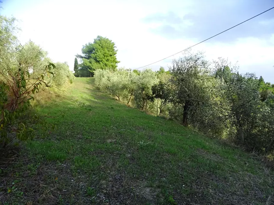 Immagine 7 di Terreno agricolo in vendita  a San Miniato