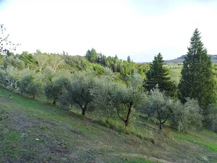 Immagine 1 di Terreno agricolo in vendita  a San Miniato